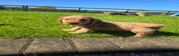 Cockapoo dogs for sale: Cockapoo puppies  - Advert 9