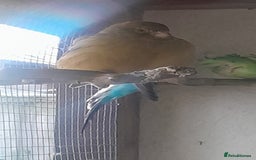 Budgerigars birds for sale: Canary, 2 budgies and a dove  - Advert 1