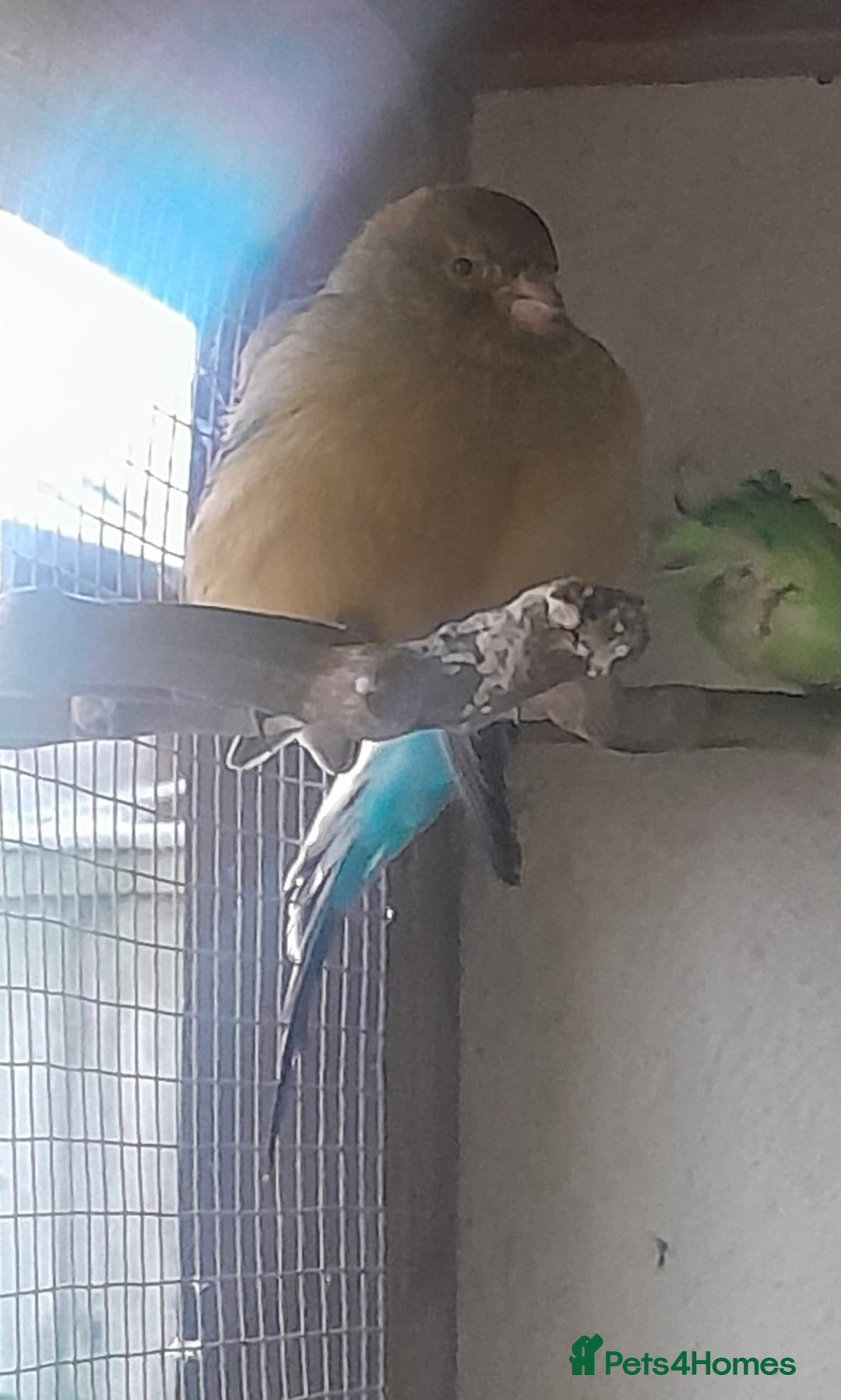 Budgerigars birds for sale: Canary, 2 budgies and a dove  - Advert 1