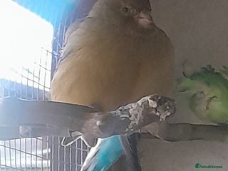 Budgerigars birds for sale: Canary, 2 budgies and a dove - Advert 1