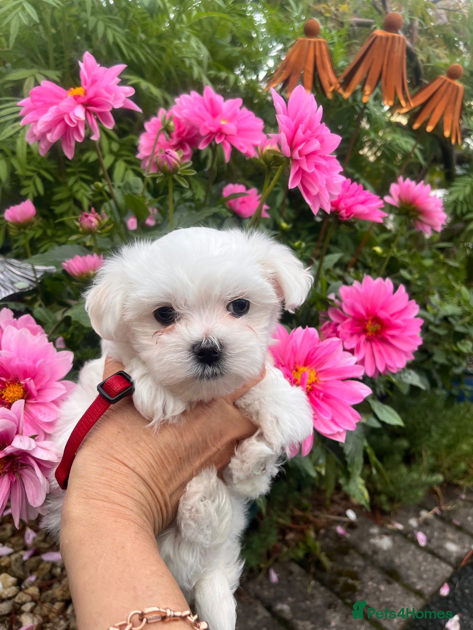 Maltese dogs Happy Tiny KC Reg Boys - Advert 2