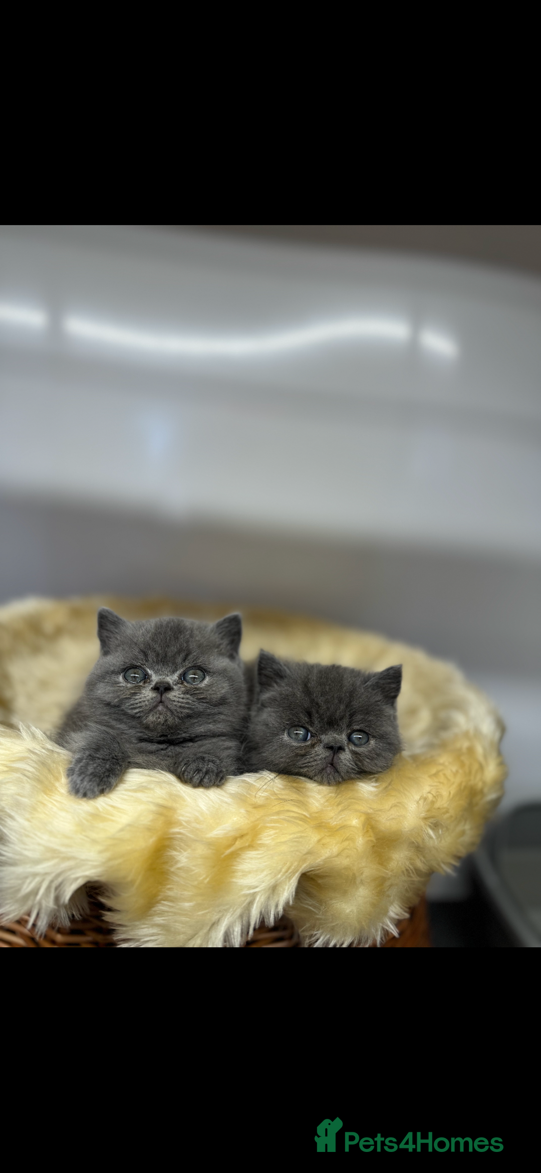 Exotic cats for sale: exotic kittens  - Image 1