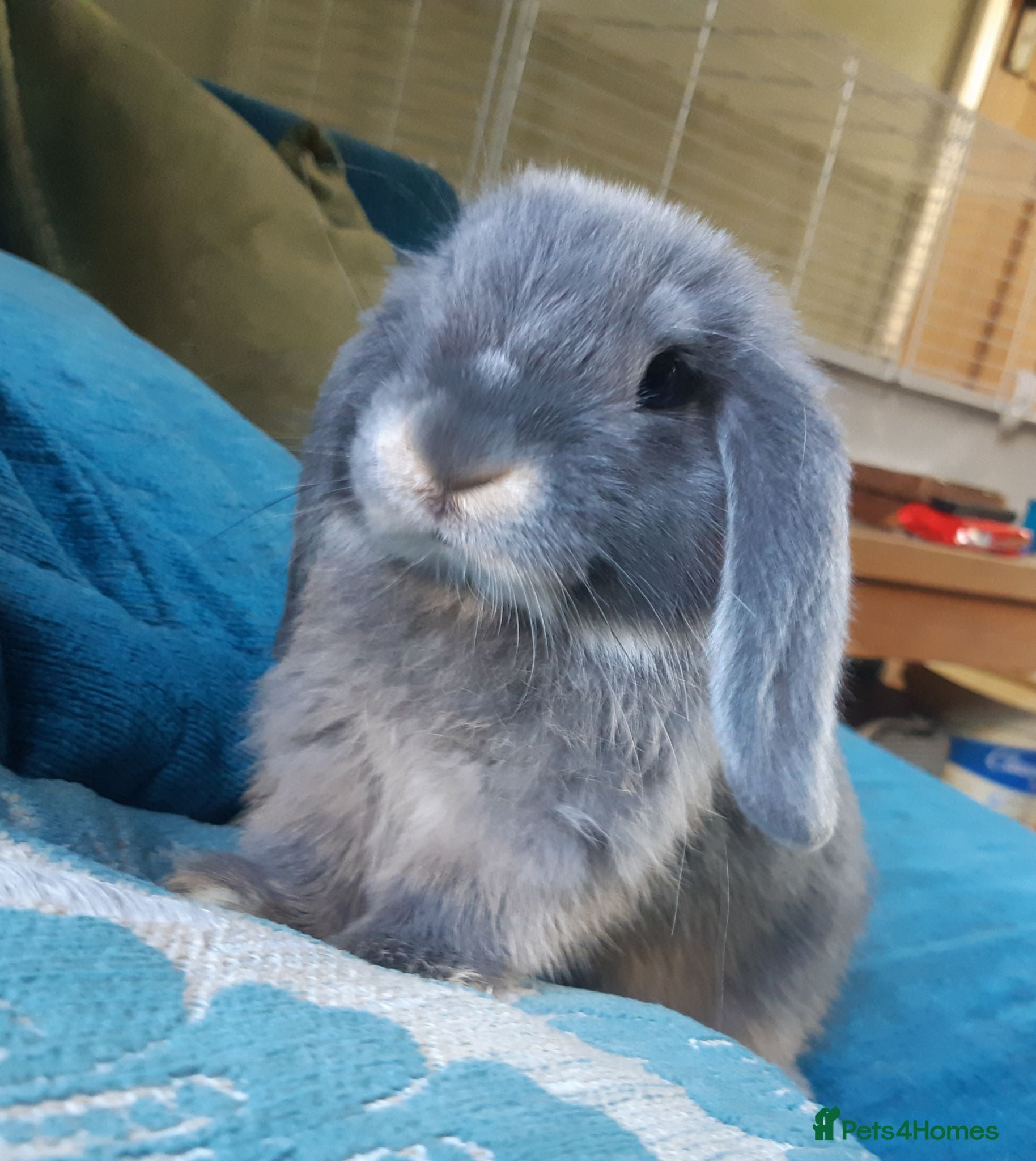Mini Lop rabbits Baby mini lop bunnies  - Advert 1