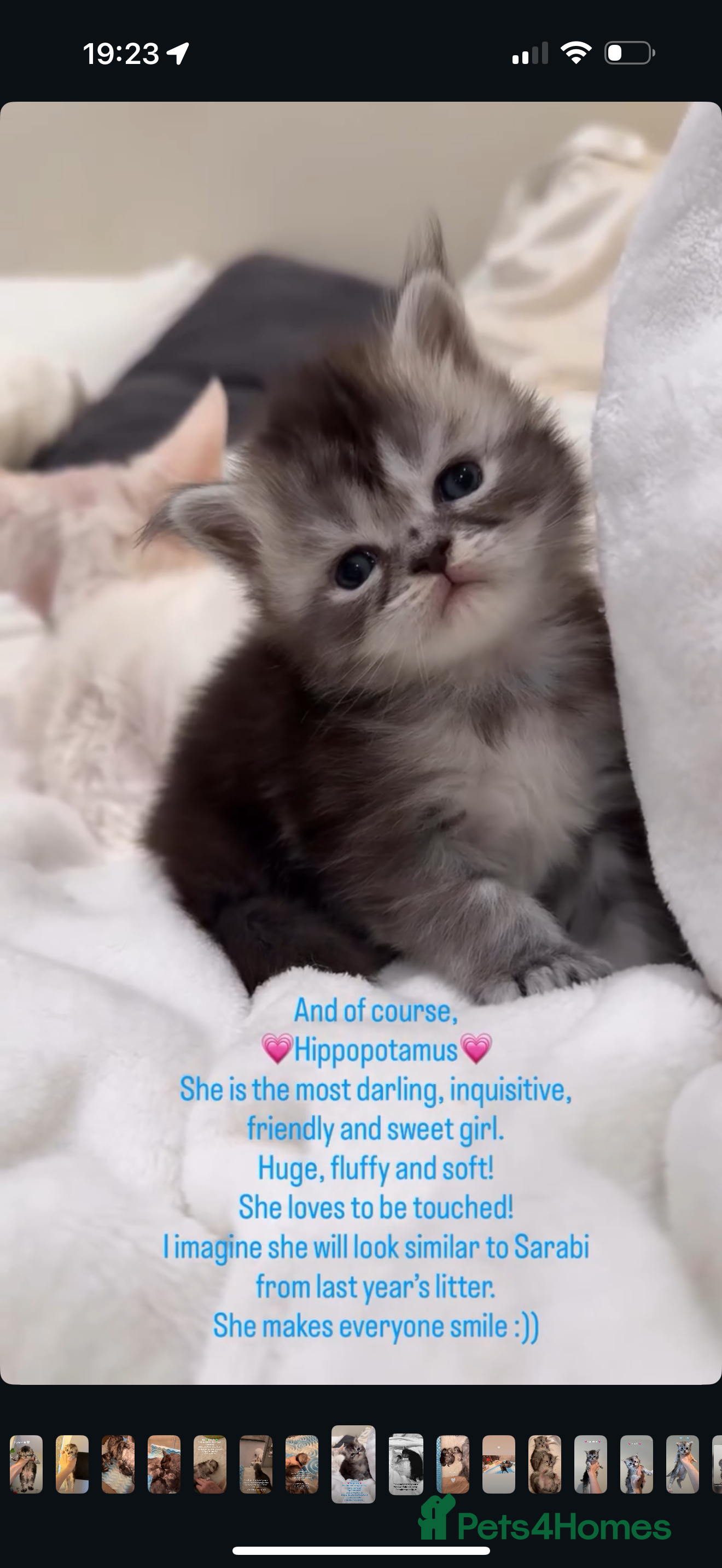 Maine Coon cats 💗RARE💗Imported lines, exceptional MC kittens😻⭐️ - Advert 2