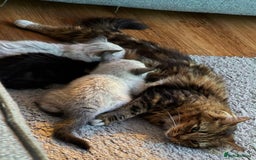 Mixed Breed cats for sale: Friendly kitten for sale - Image 8