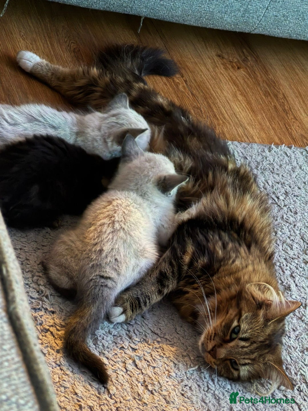 Mixed Breed cats for sale: Friendly kitten for sale - Image 8
