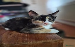 Mixed Breed cats for sale: Five Charming Kittens - Image 2