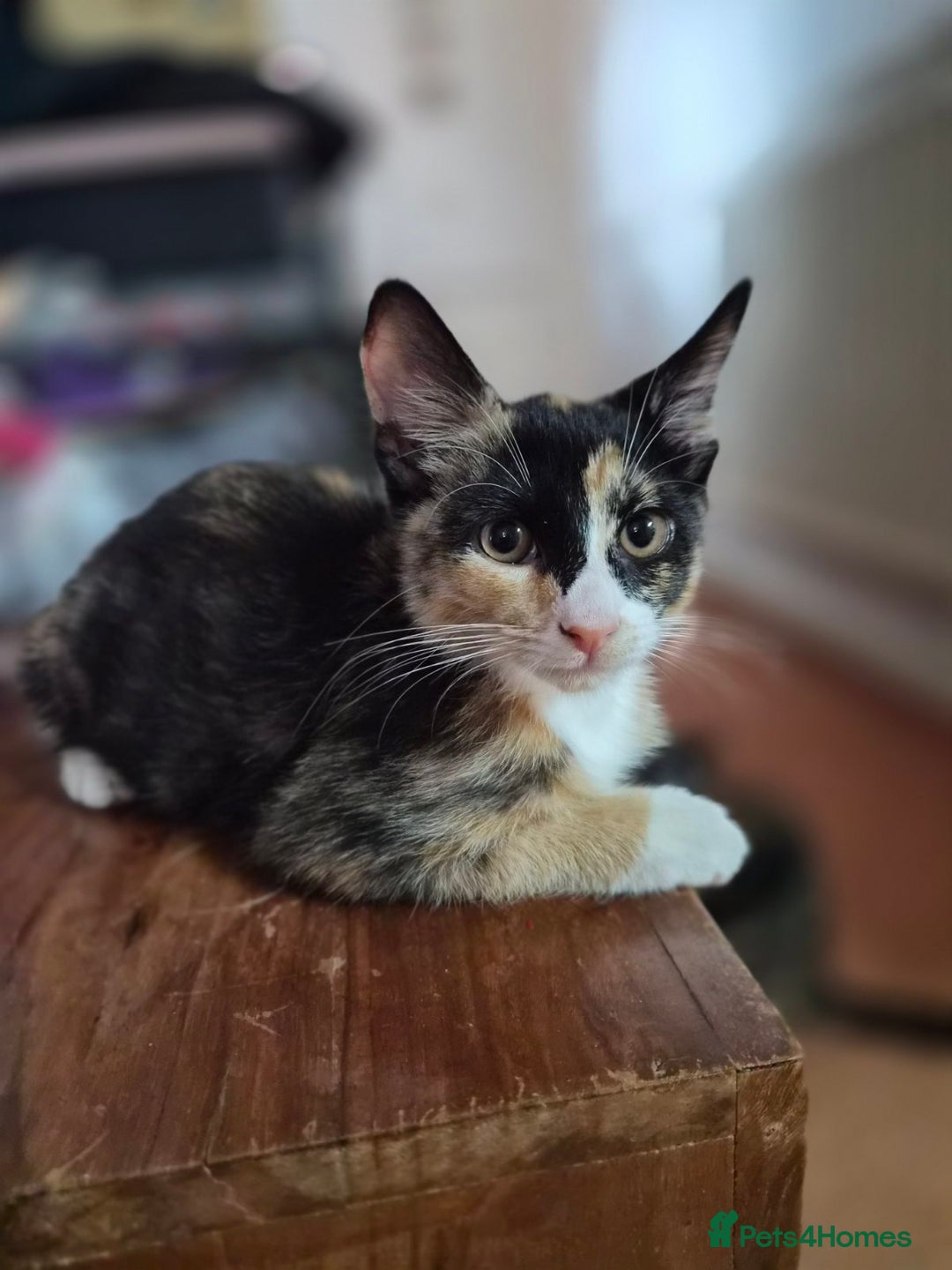 Mixed Breed cats for sale: Five Charming Kittens - Image 2