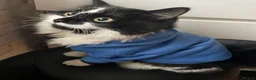 Mixed Breed cats for sale: Bonded pair.  in Crewe - Advert 10