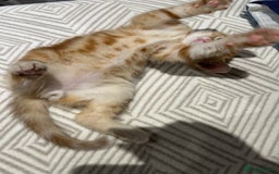 Domestic Shorthair cats for sale: Sweet Ginger Prince - Image 10