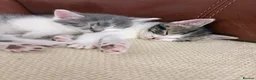 Mixed Breed cats for sale: Beautiful mixed tabby kittens  - Advert 3