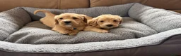 Labradoodle dogs for sale: F1 Minature labradoodles - Advert 5