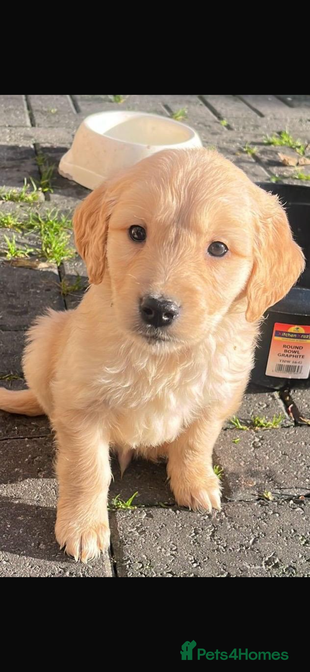 Golden Retriever dogs for sale: Chunky golden retriever pups - Advert 10
