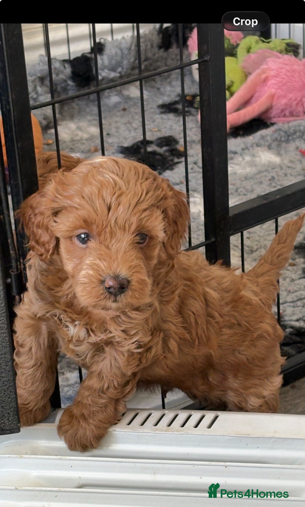 Cavapoo dogs Toy Cavapoo F1bb last two boys 💙💙 - Advert 2