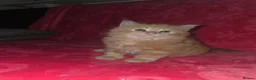 Mixed Breed cats for sale: Dad full maine coons and mum mixed ragdoll - Advert 9