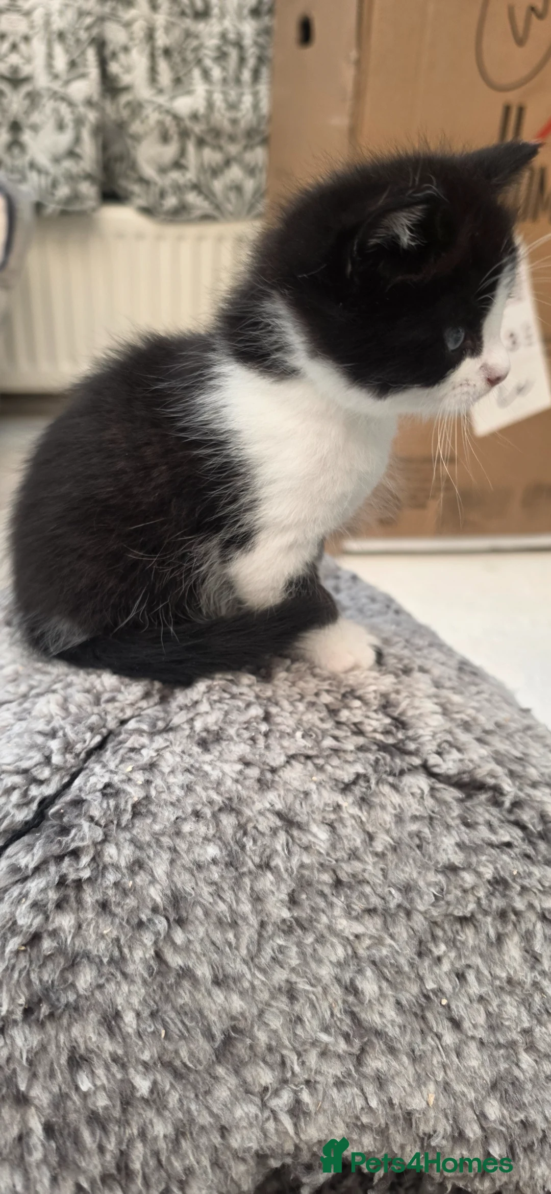 British Shorthair cats for sale: Kittens  - Advert 2