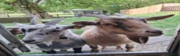 Goats livestock for sale: Two Female Pygmy Goats (to go together) - Advert 2