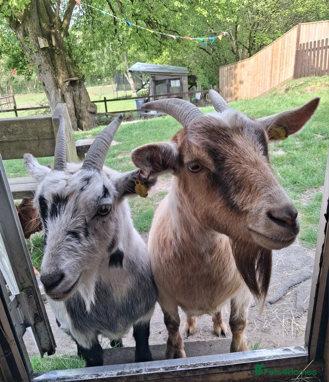 Goats livestock for sale: Two Female Pygmy Goats (to go together) - Advert 2