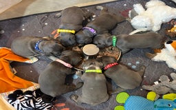 French Bulldog dogs for sale: 7 beautiful French bulldog puppies  - Image 1