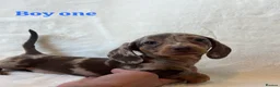 Miniature Dachshund dogs for sale: Stunning miniature dachshund puppies  in Sittingbourne - Advert 2