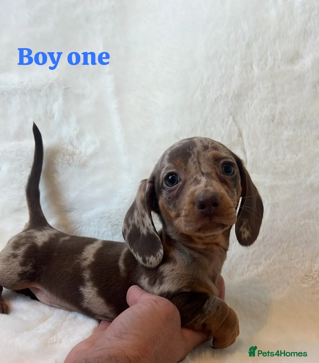 Miniature Dachshund dogs for sale: Stunning miniature dachshund puppies  in Sittingbourne - Advert 2