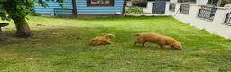 Labradoodle dogs for sale: extensively health clear F1b TOY labradoodle pup🐶 - Advert 8