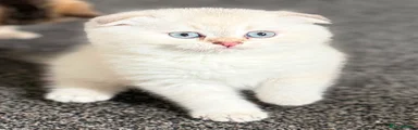 British Shorthair 4