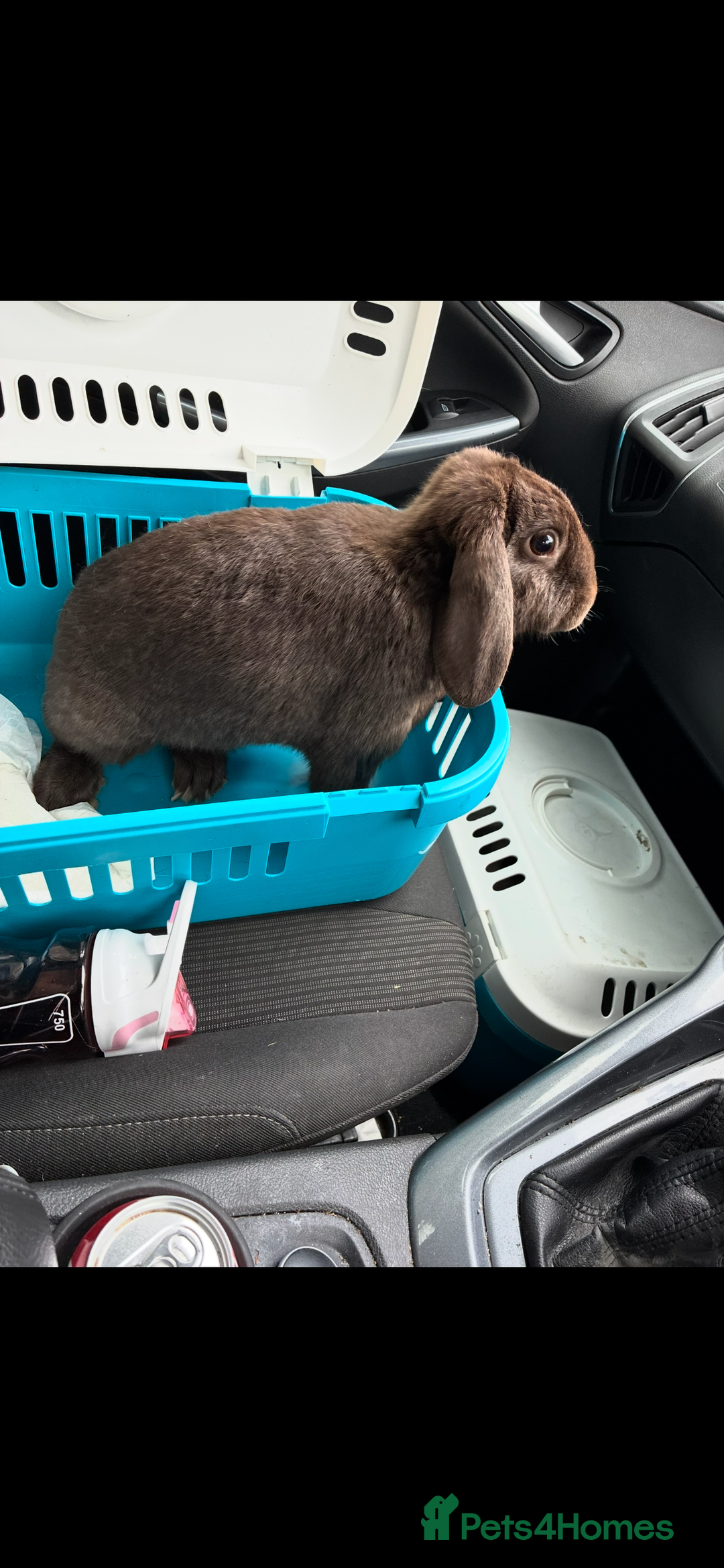 Netherland Dwarf rabbits for sale: Rehoming two beautiful rabbits - Advert 3