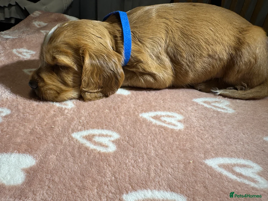 Cocker Spaniel dogs for sale: Adorable cocker spaniel puppies - Advert 20
