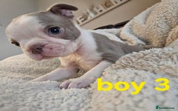 Boston Terrier dogs for sale: Lilac boston babies  - Image 6