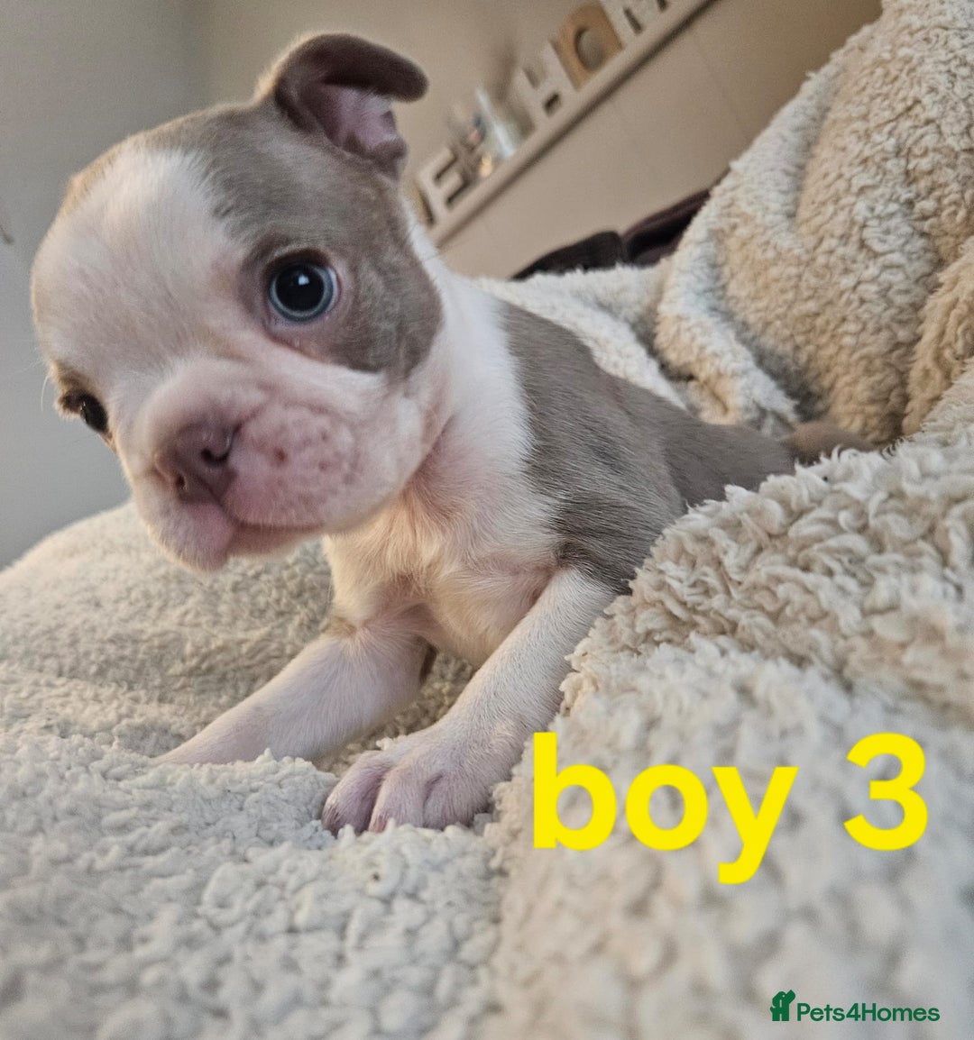 Boston Terrier dogs for sale: Lilac boston babies  - Image 6