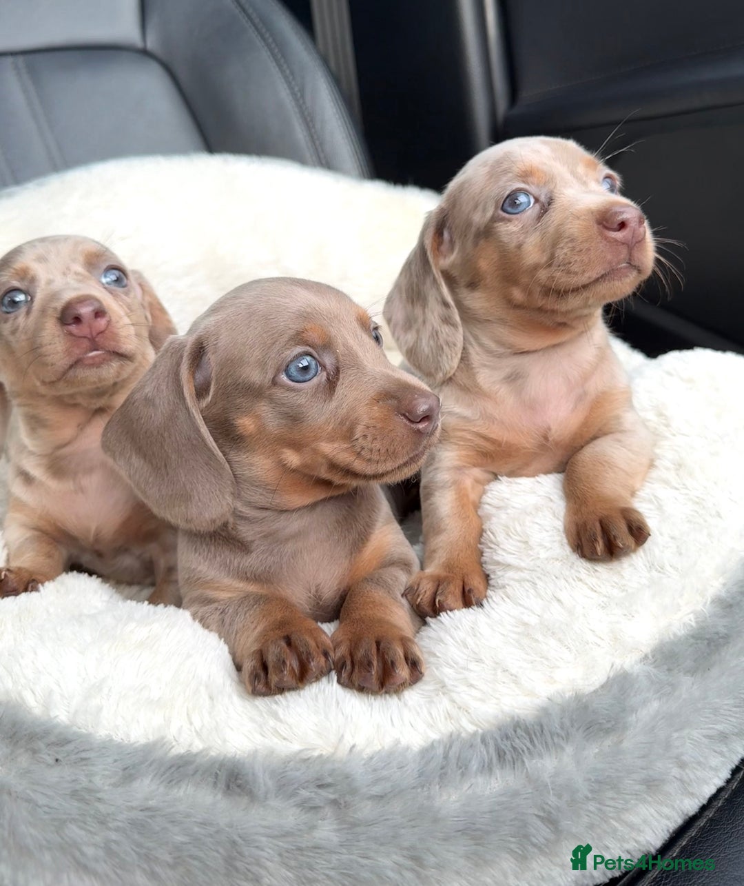 Miniature Dachshund dogs for sale: 🎄XMAS 🎄 MINIATURE DACHSHUNDS ISABELLA AND DAPPLE - Advert 1