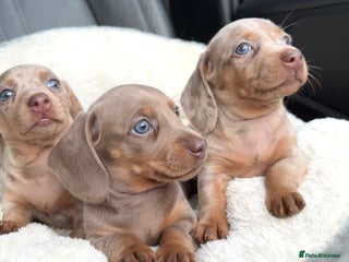 Miniature Dachshund dogs 🎄XMAS 🎄 MINIATURE DACHSHUNDS ISABELLA AND DAPPLE - Advert 14