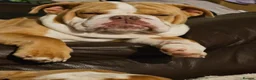 Dorset Olde Tyme Bulldogge dogs for sale: 3 yr old olde bulldog in Aberdare - Advert 4
