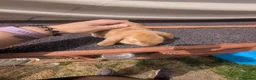 Mini Lop rabbits for sale: Mini lops  - Advert 8