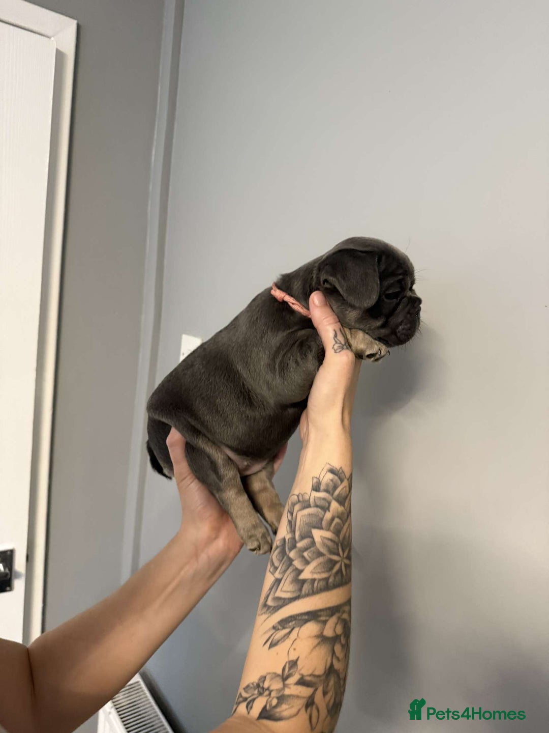 French Bulldog dogs for sale: French bulldog puppies  - Image 6