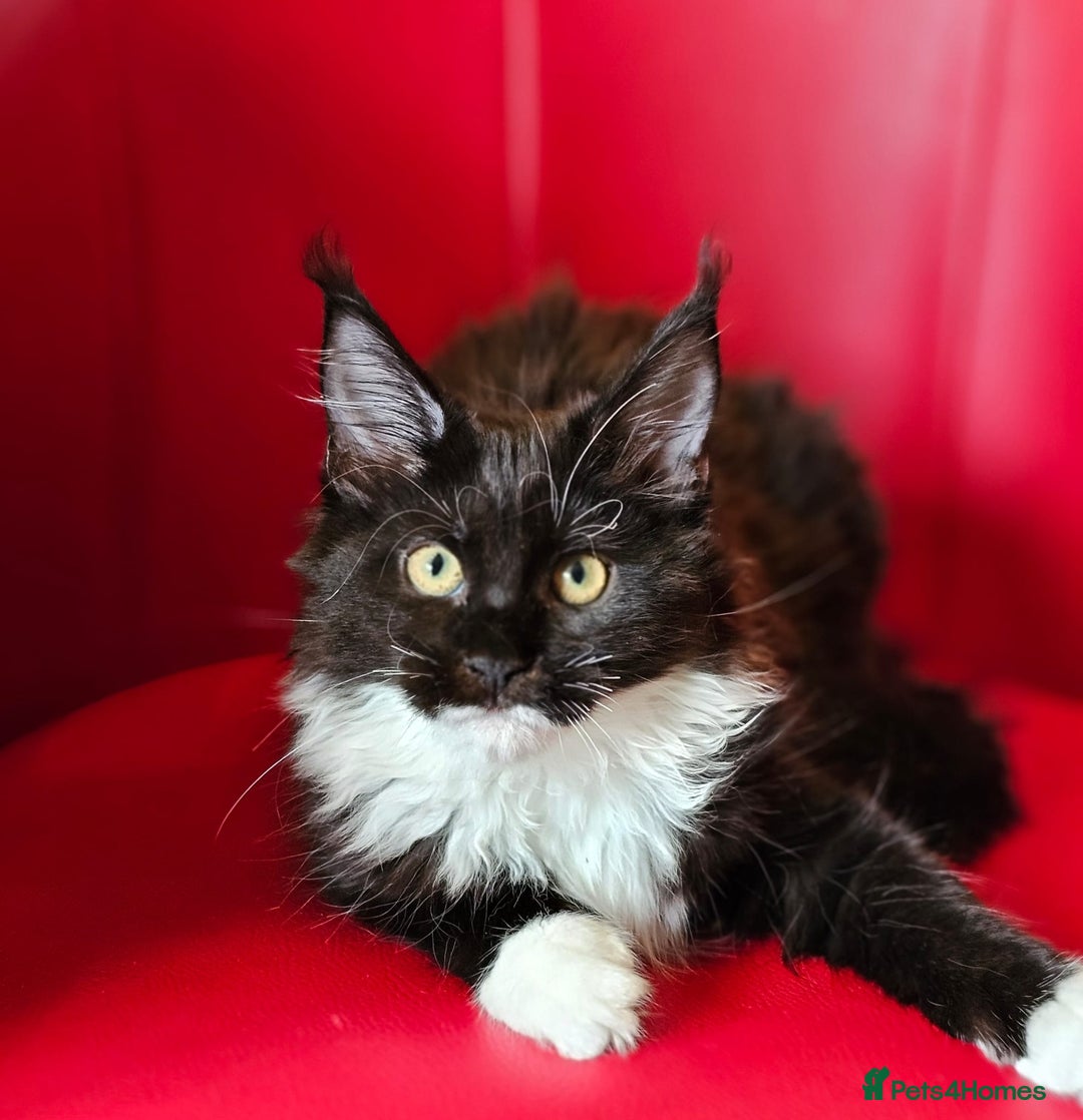 Maine Coon cats for sale: Pure breed Maine Coons Kittens  - Image 17