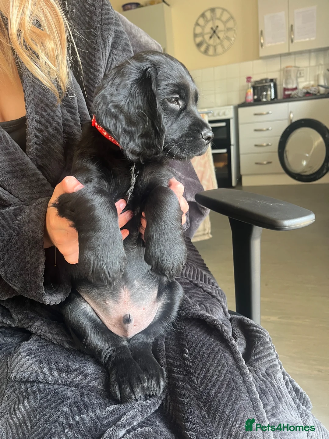 Sprocker dogs for sale: One sprocker boy left  - Advert 2