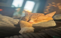 Mixed Breed cats for sale: 3 males need urgent forever homes  - Image 5