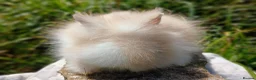 Lionhead rabbits for sale: Stunning DM lionhead baby rabbits - Advert 9