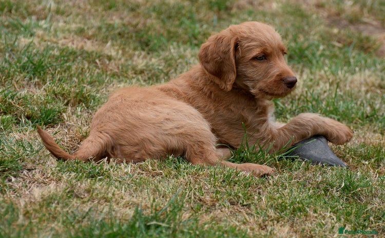 Labradoodle dogs - Advert 13