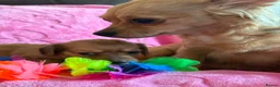 Chihuahua dogs for sale: Chihuahua X Miniature Dashund - Advert 5