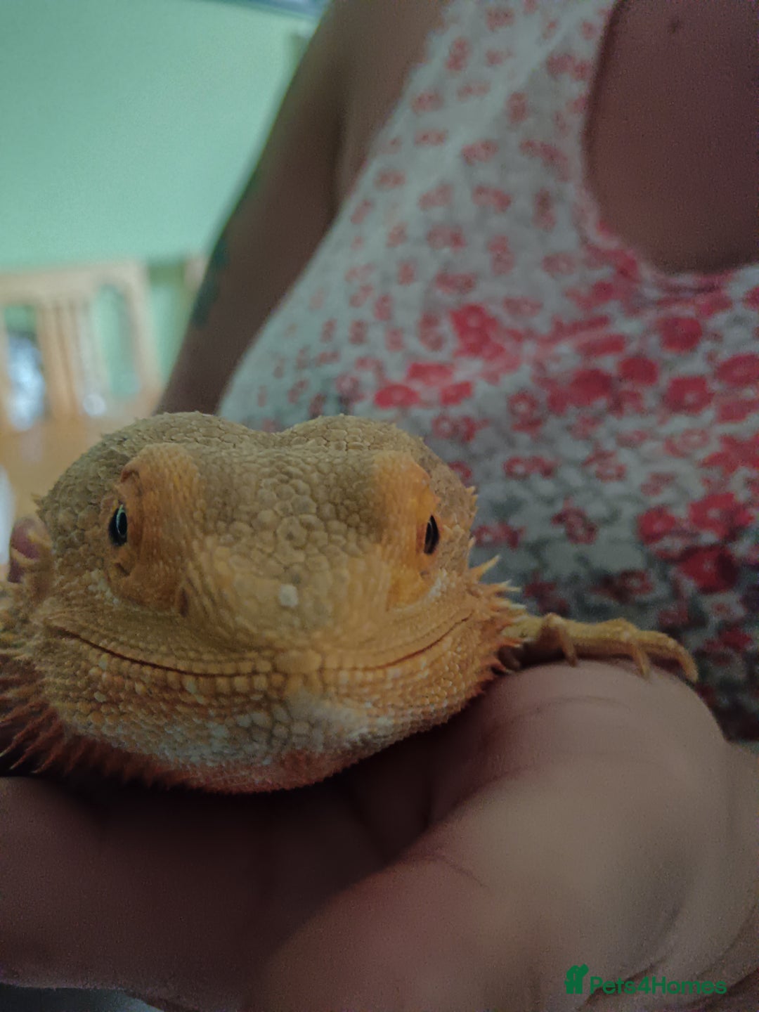 Bearded Dragon reptiles for sale: Male bearded dragon 3 years old full set up - Image 2