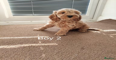 Cockapoo dogs - Advert 13