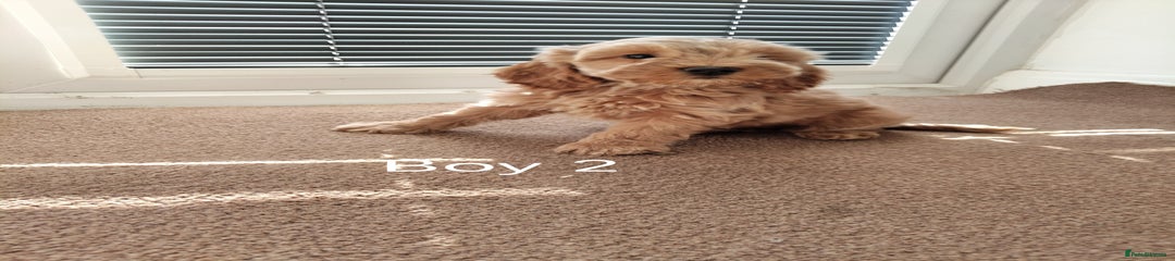 Cockapoo Puppy 2
