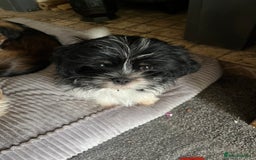 Shih Tzu dogs for sale: Shih tzu puppies  - Image 1