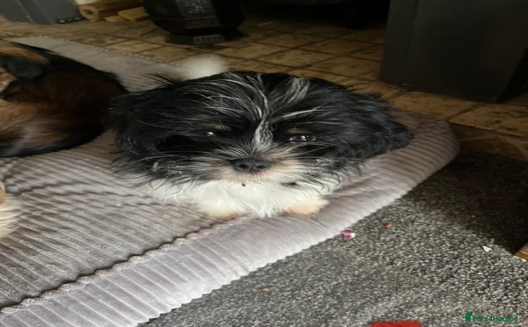Shih Tzu dogs - Advert 1