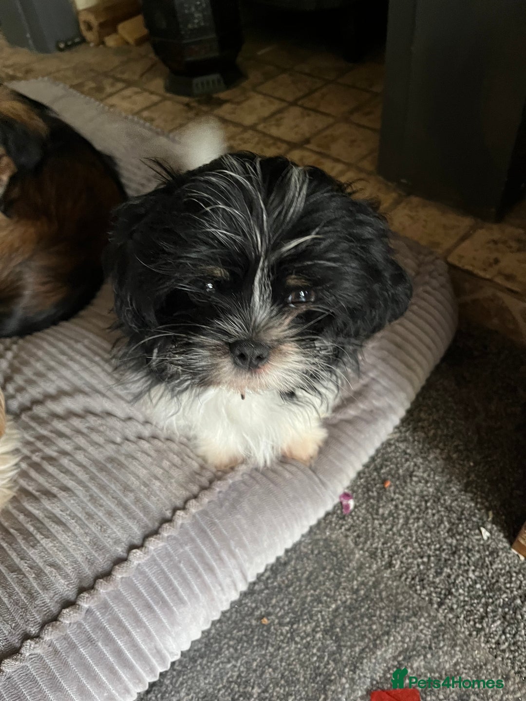 Shih Tzu dogs for sale: Shih tzu puppies  - Image 1