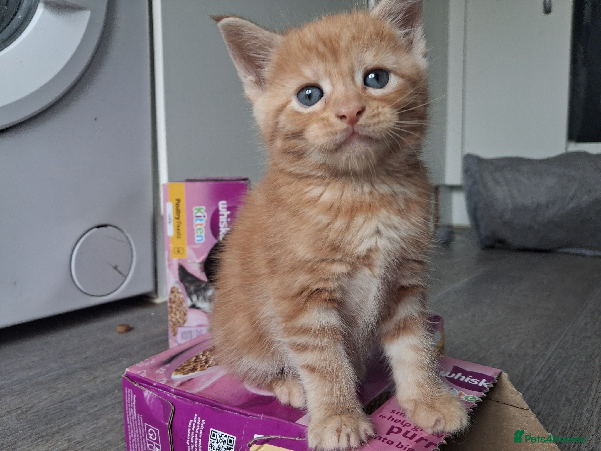 Maine Coon cats 4 purebreed maincoon babies  - Advert 15