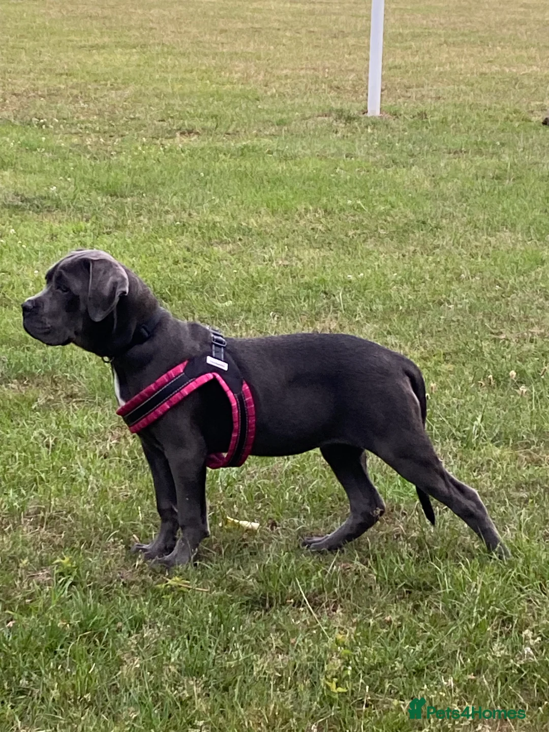 Cane Corso dogs for sale:  Xena 11 month old black-collar cane corso - Advert 2
